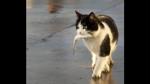 Amazing cats hunt for fish in the lake