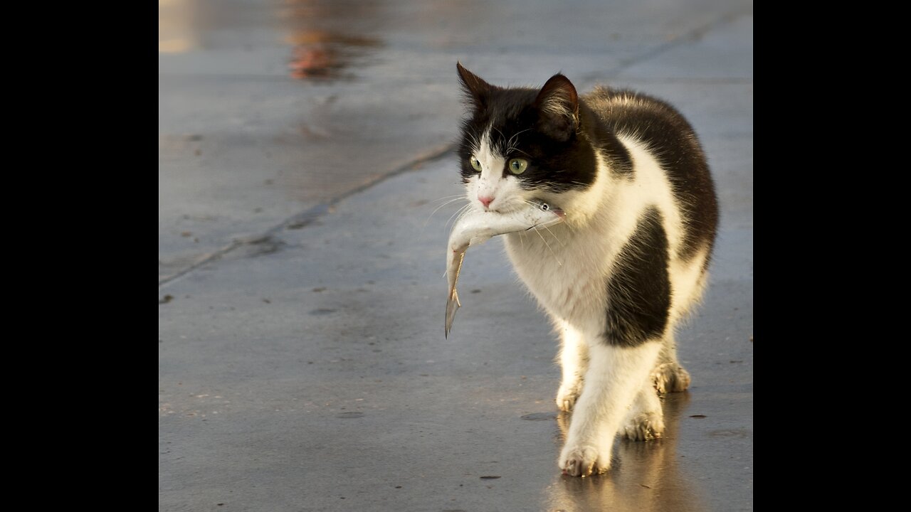 Amazing cats hunt for fish in the lake