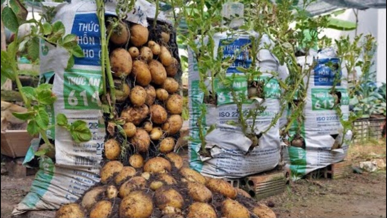 why do potatoes grow in bags of soil have so many tubers? here is the answer