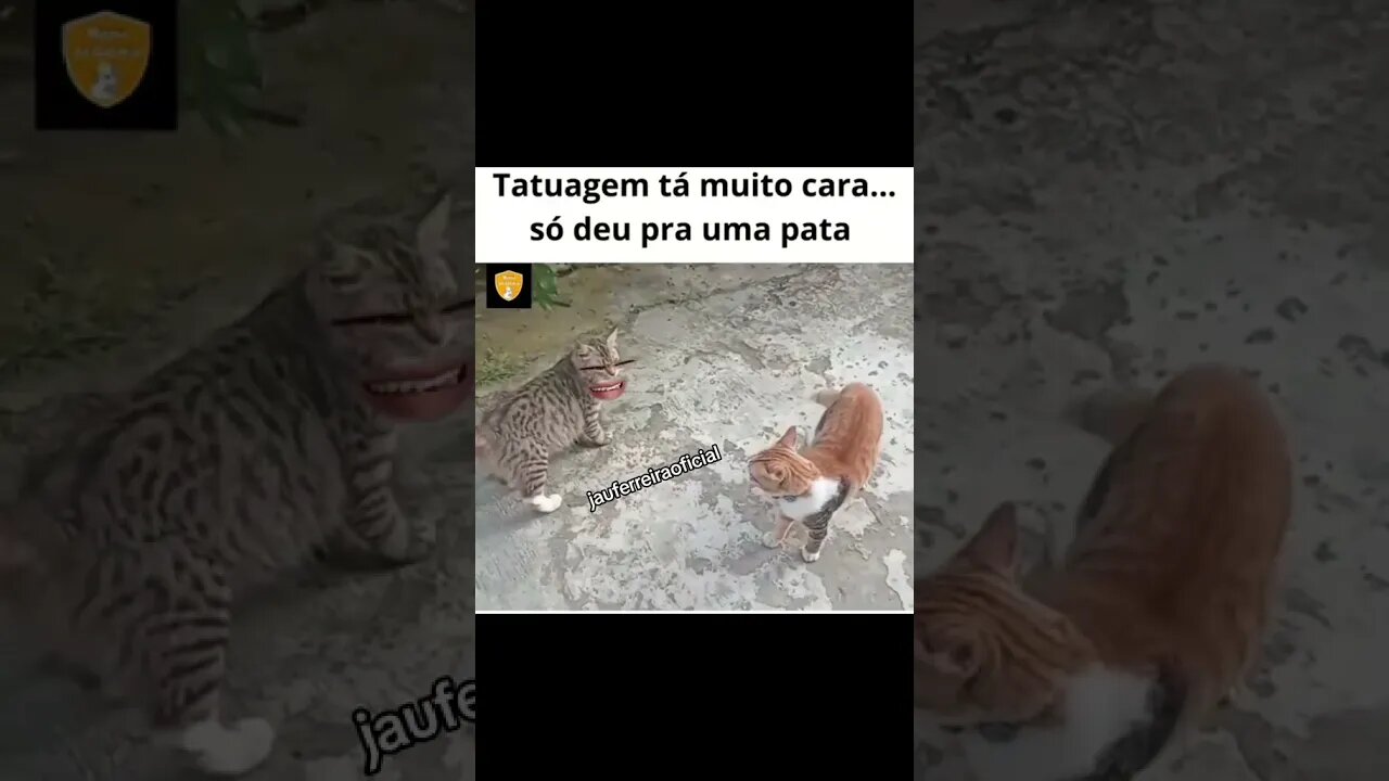 gatos