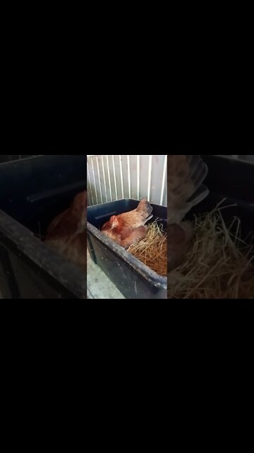 Good morning Chook chook and Forest are you going to lay an egg