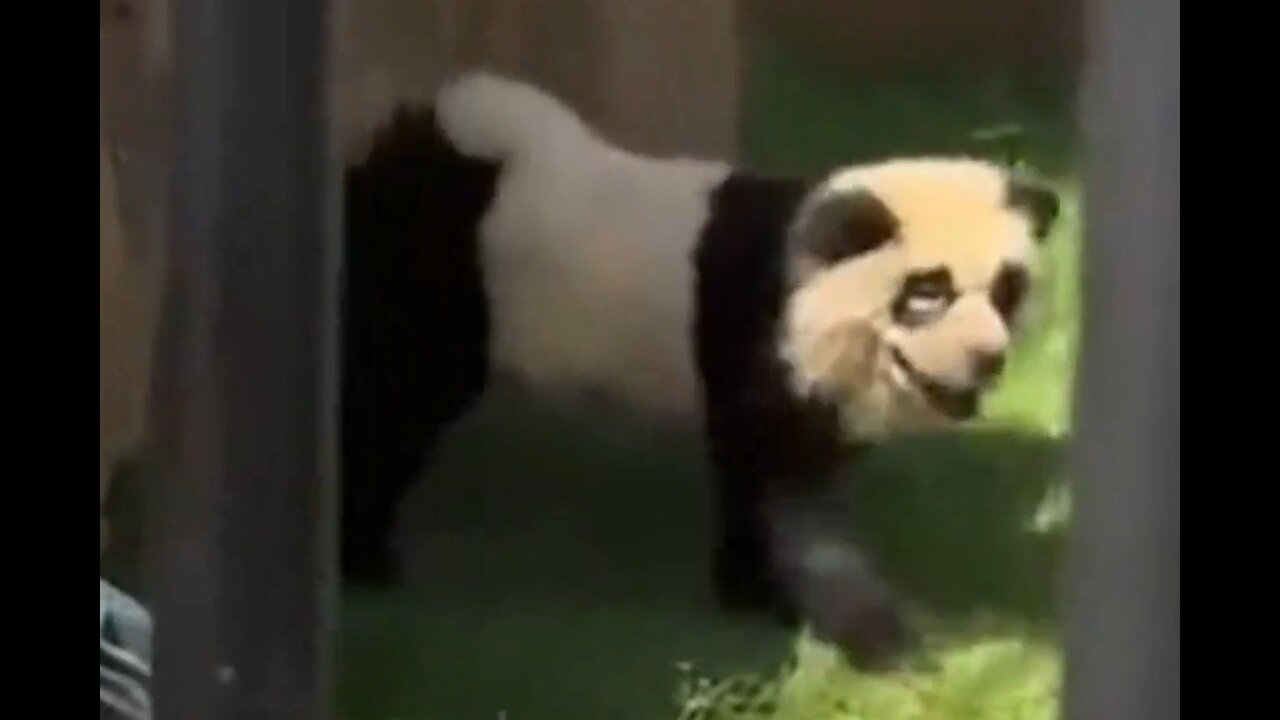 Chinese Zoo Admits Their Pandas Are Obviously Just Painted Dogs