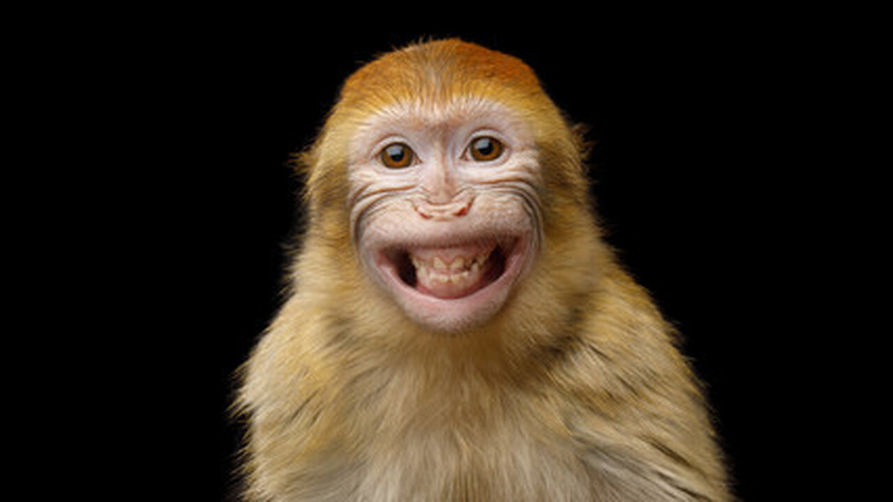 Funniest Monkey