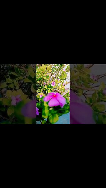 natural lover l 🥰 #shorts #viral