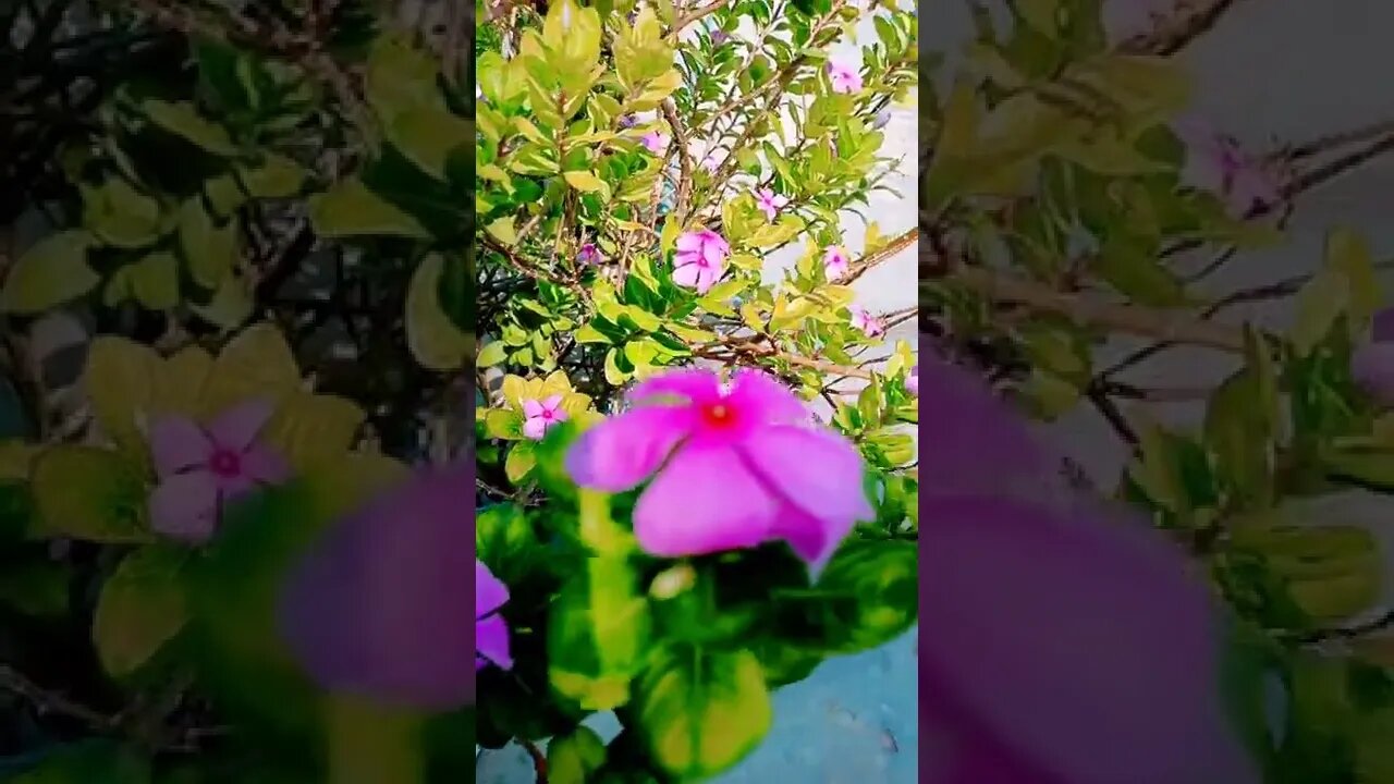 natural lover l 🥰 #shorts #viral