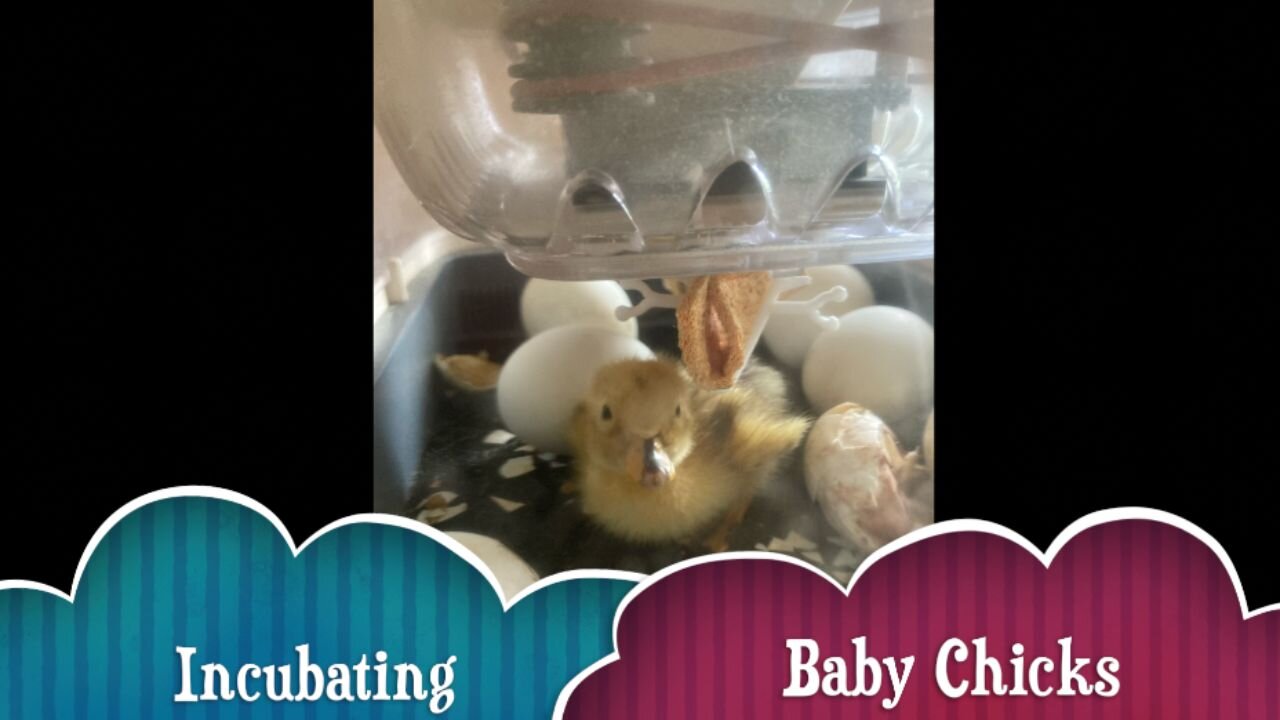 Chicken Incubating: Step By Step