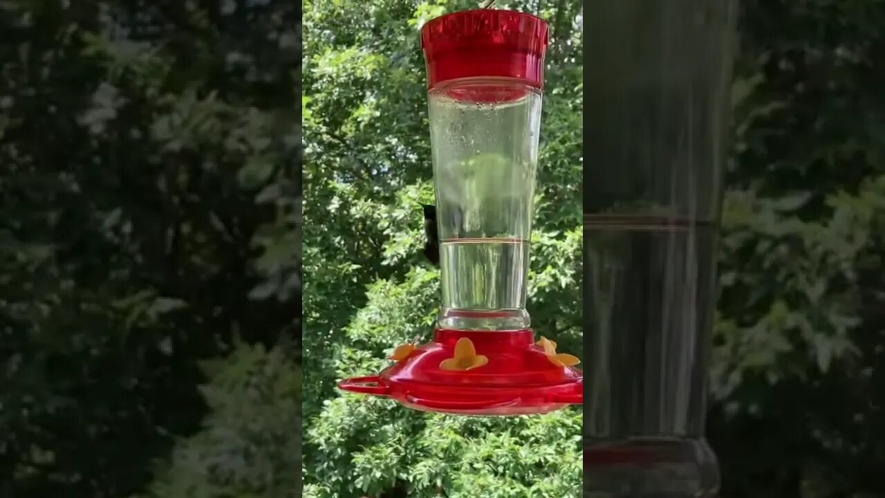 Hummingbirds getting used to me being close