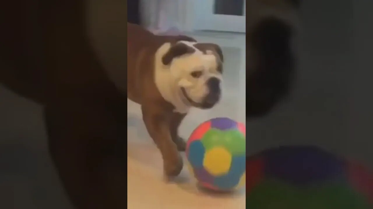 🐶 Bulldog shows Puppy how to Play Football #shorts