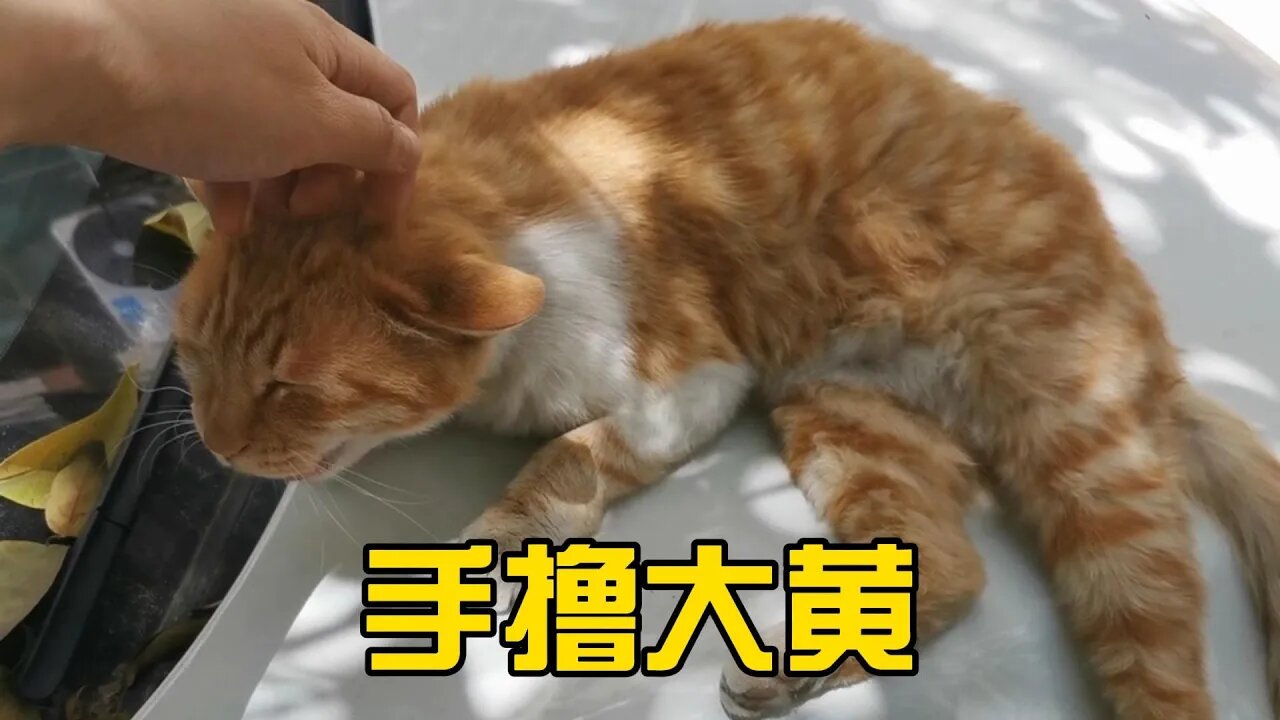 手撸大黄