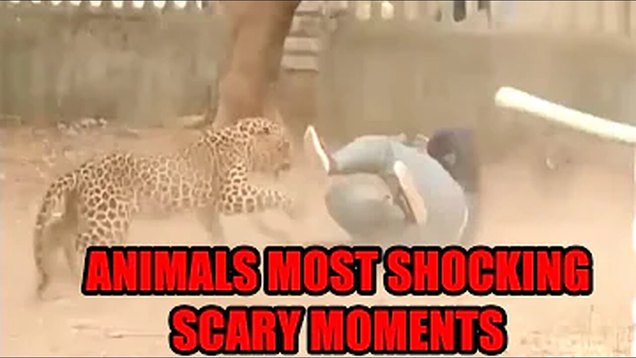 Animal attack Human