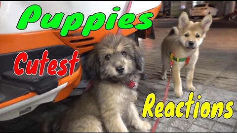 Cute Puppies React When Being Filmed 2 - Cutest Baby Dogs