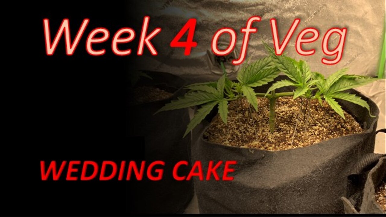 Week 4 Veg with Wedding Cake