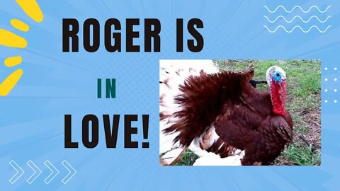 Love on the Homestead - Roger the Turkey has a new girlfriend