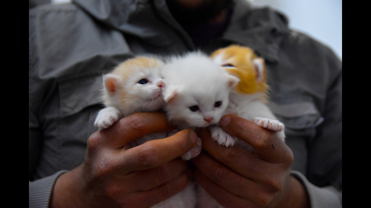 Cute kitten sniffs the foot and faints with the unpleasant smell of the foot