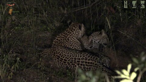 Leopard Cubs: Tlangisa's Lost Litter, Sighting 1