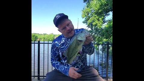 Big Summer Bass #shorts #summerbass #lunkerlog
