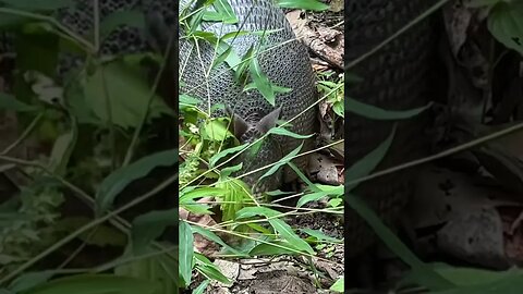 AWESOME ARMADILLO! #armadillos #wildlife #animal #nature #wildlifephotography #naturelovers