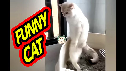 funny cat