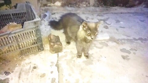 Playful Kitten outside walk