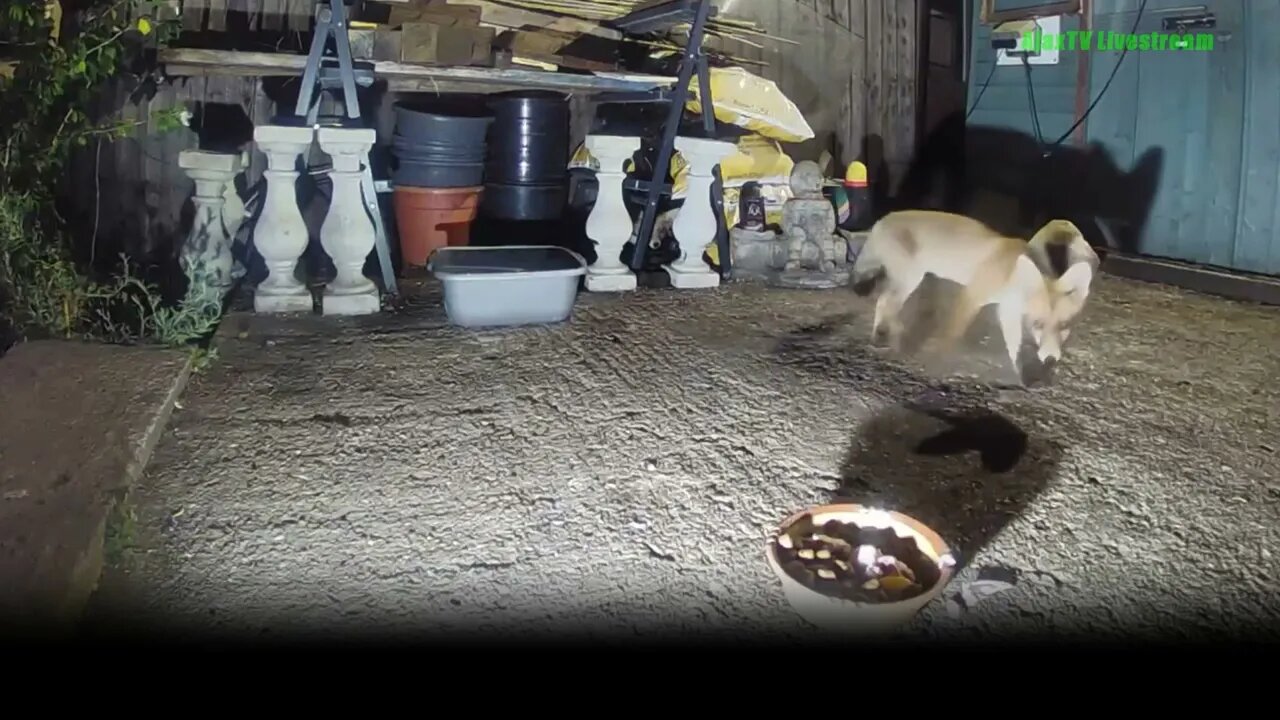 🦊Urban London Fox Cub Sibling Rivalry - fighting over food at-night - Amazon RING LIVESTREAM