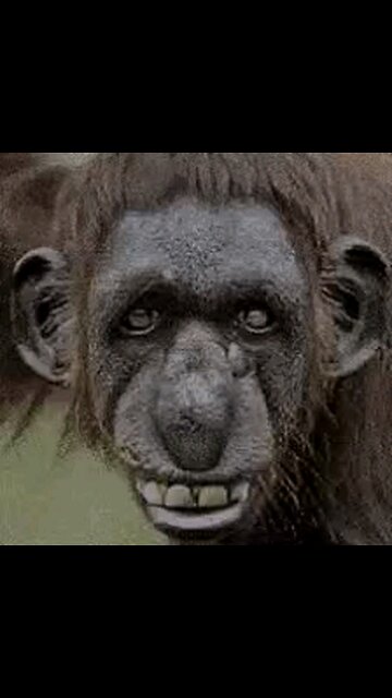 BIDEN COMUNICATIONS CAPTURED AND RELEASED