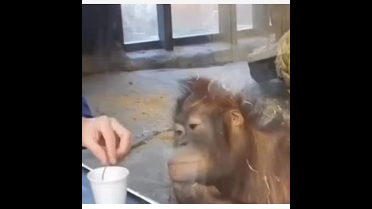 Monkey reaction to magic 😆