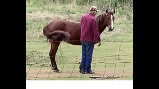 Colt blocks man from crossing pasture.