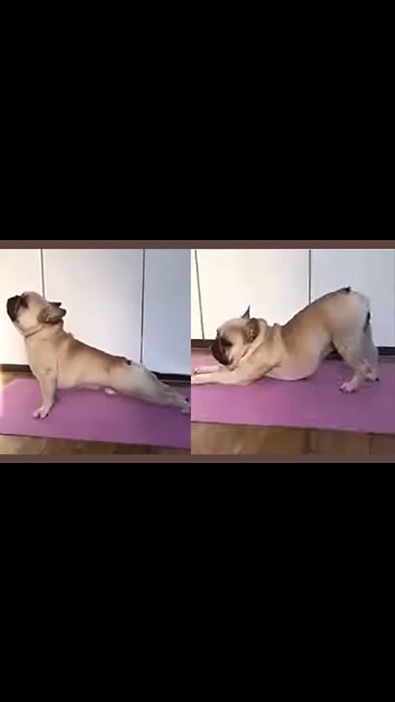 Cute Pug Dog Doing Yoga Stretches! Up Dog & Downward Dog Poses