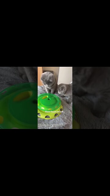 Hilarious Cat Moments! 😹 | #funny #catsoftiktok #shorts