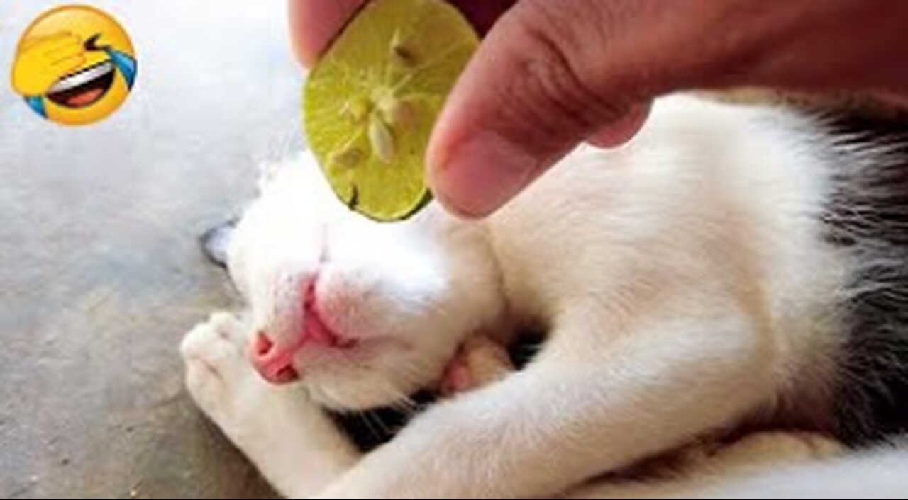 TRY NOT TO LAUGH| FUNNY CATS AND DOGS #5