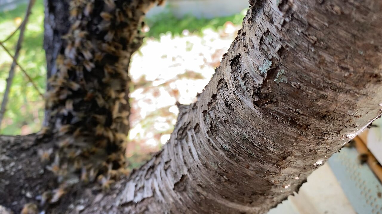 Queen is in clip, in brood box, waiting for her swarm to find her.