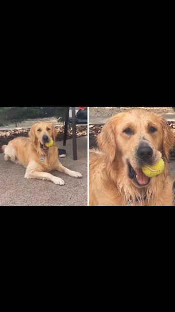 Dog Poses for Video With Ball Hanging out of His Mouth
