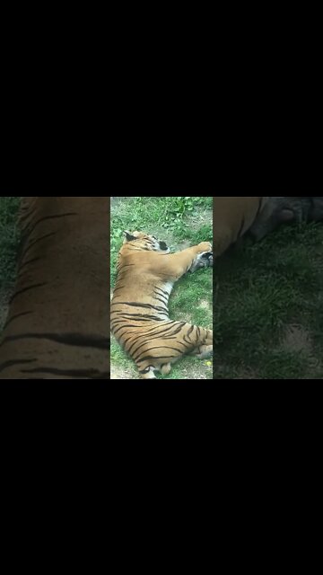 어린이대공원 호랑이 낮잠