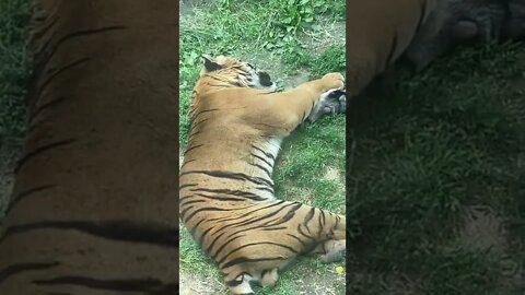 어린이대공원 호랑이 낮잠