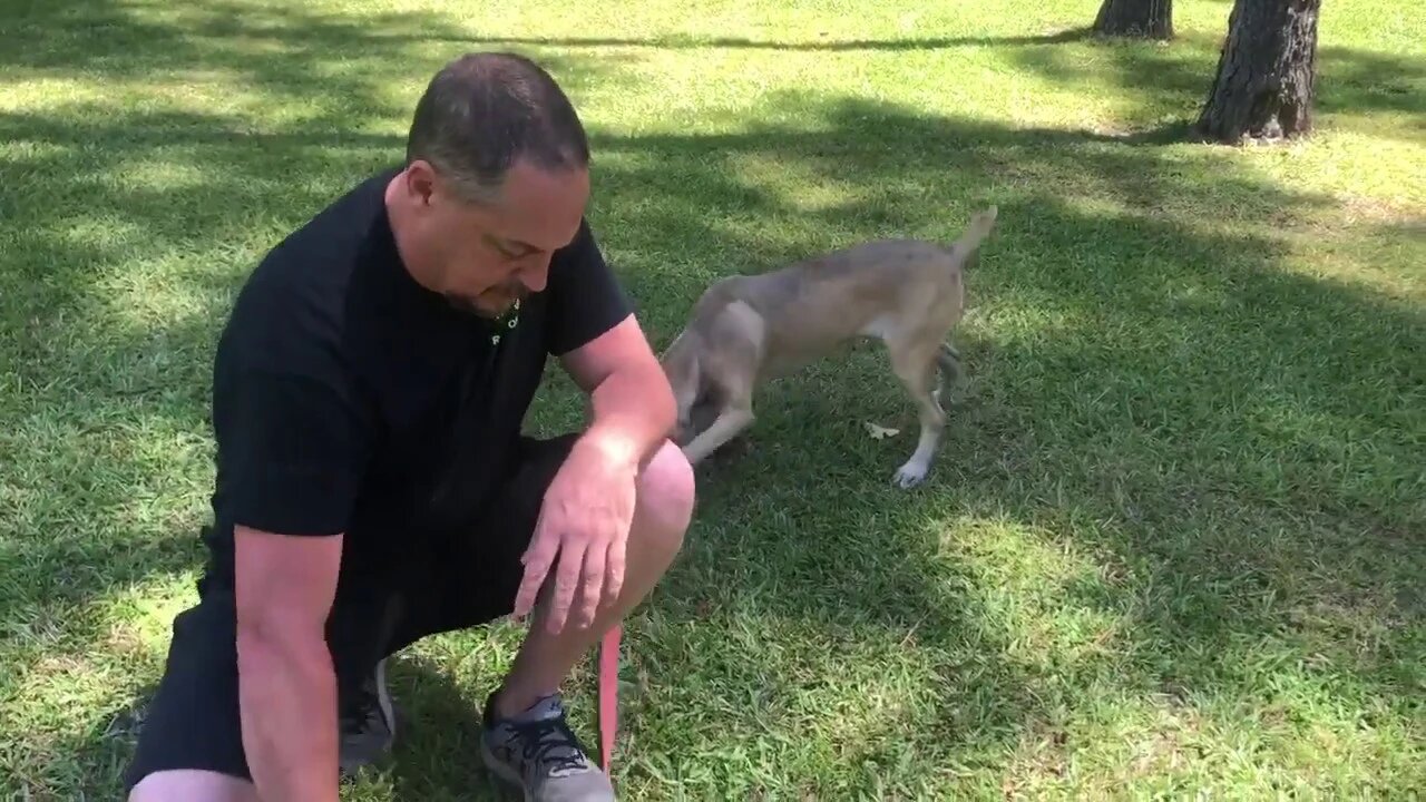 Scratch x Onyx female pup at 5 months