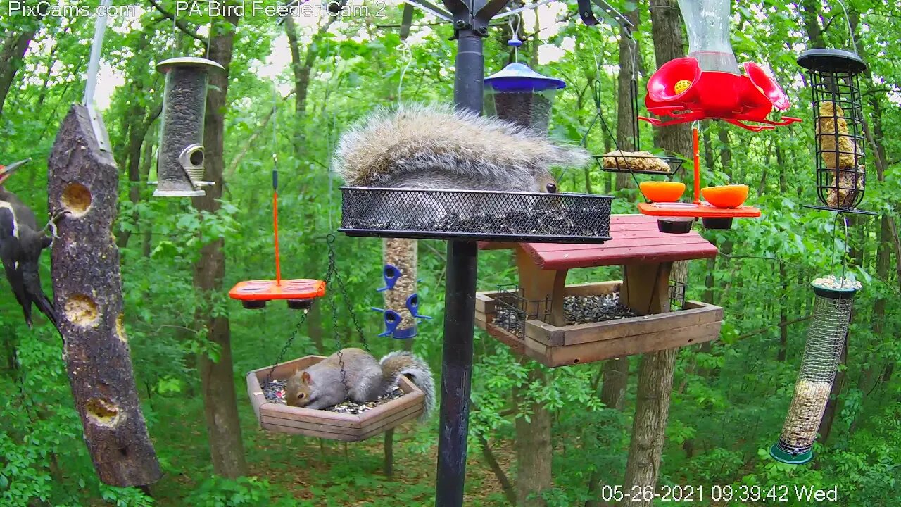 Pileated male & female on log - displays of full crest