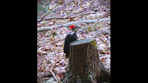 Fall 2021 Northern Wilderness Trailcam - Part 1