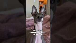 Funniest Dog Videos| Try Not To Laugh 2022| #shorts