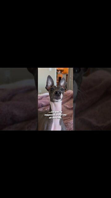 Funniest Dog Videos| Try Not To Laugh 2022| #shorts