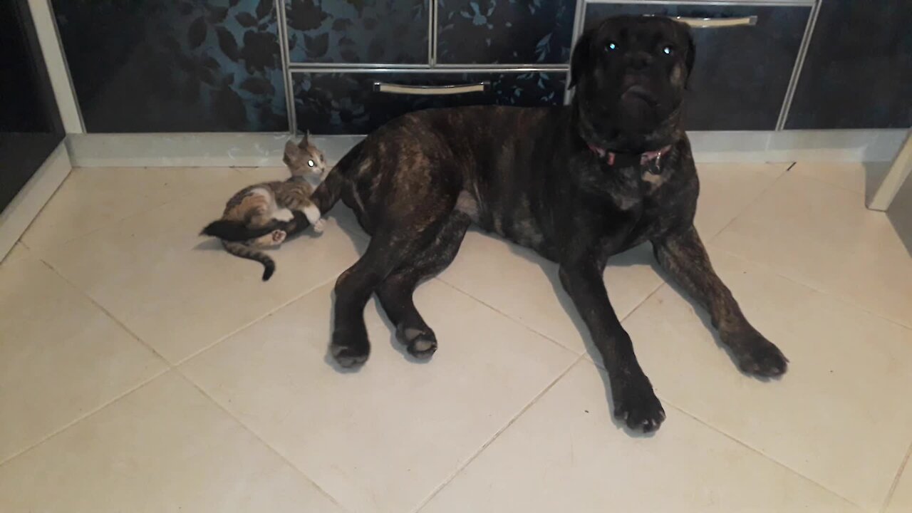 Gentle giant Bullmastiff lets tiny kitten chew on his tail