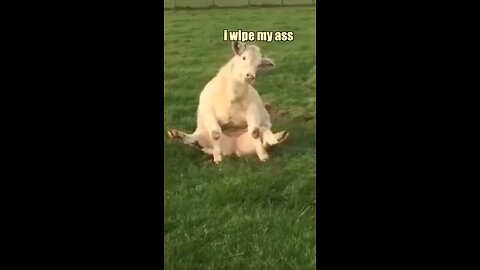 animals funny video 🦙😂