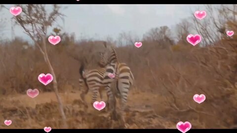 Zebra video,#shorts,#zebra,#animal,#zebrastrong