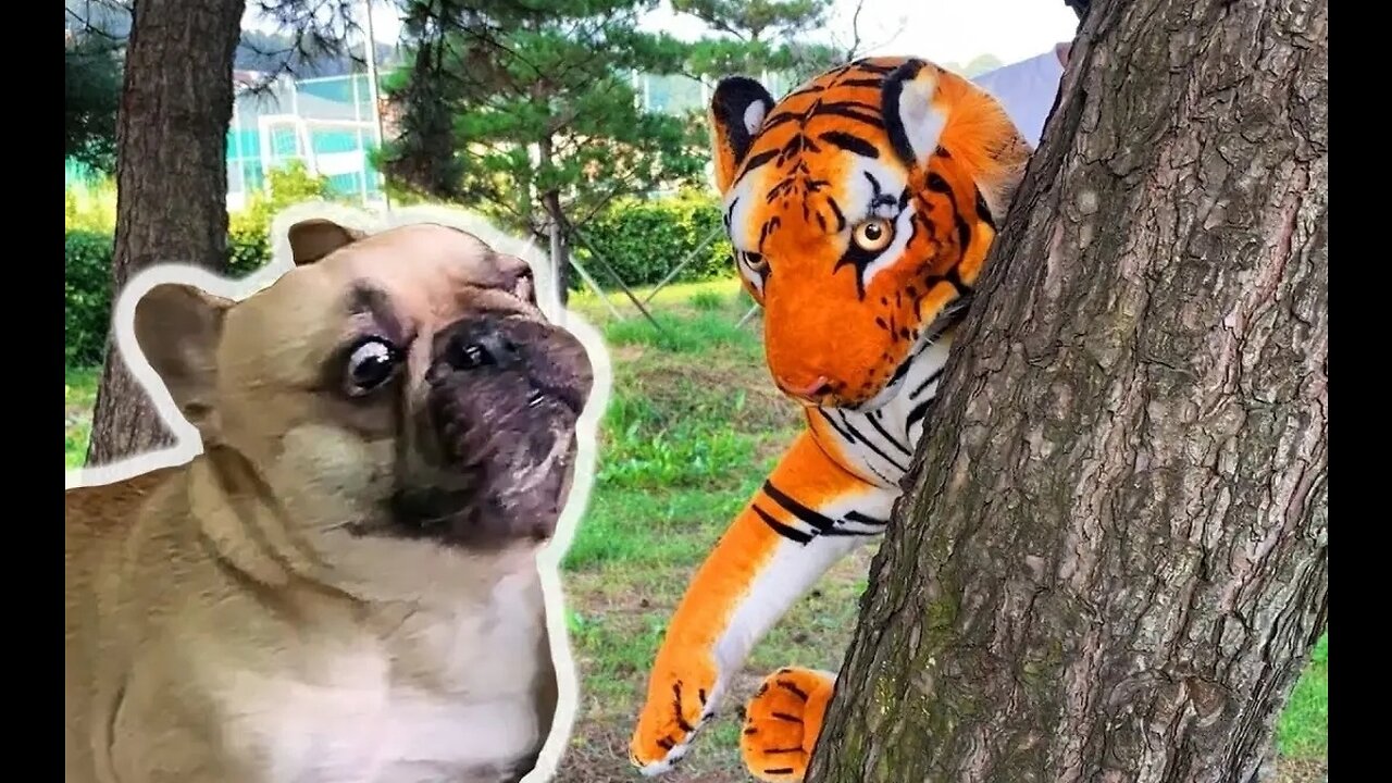 Troll Prank Dog Funny & fake Lion and Fake Tiger Prank To dog & Huge Box Prank to dog