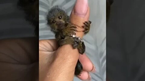 Smallest Monkey - Daily Dose of Nature