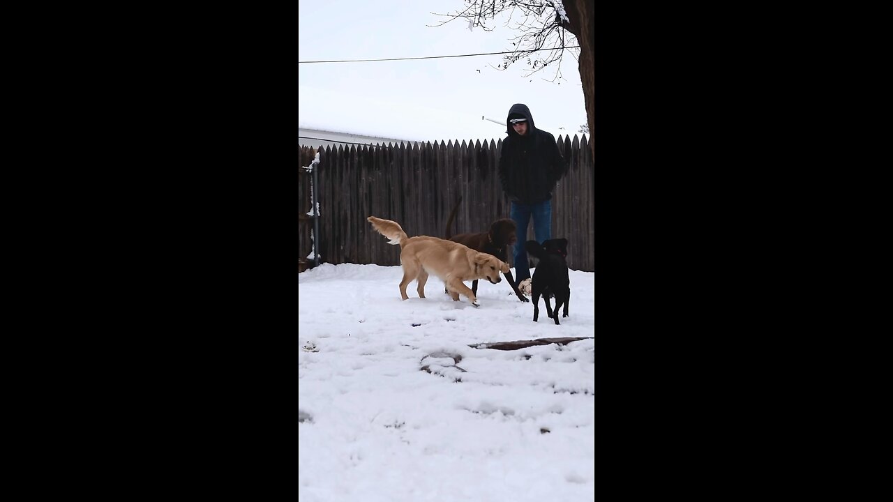 Golden Retriever Puppy Running In Snow