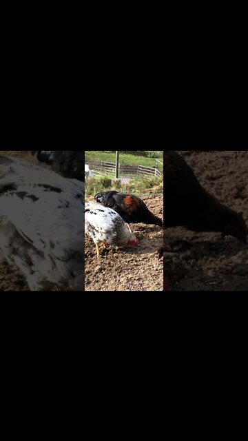 16 week old cockerels