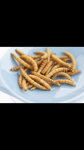 Will You Eat Bugs? - You Will! (Będziesz Jeść Robaki ? - Będziesz !)