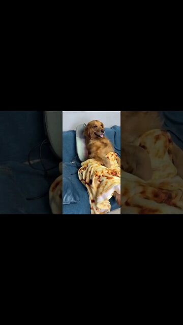 Just Chilling 😉 #shorts #funny #trending