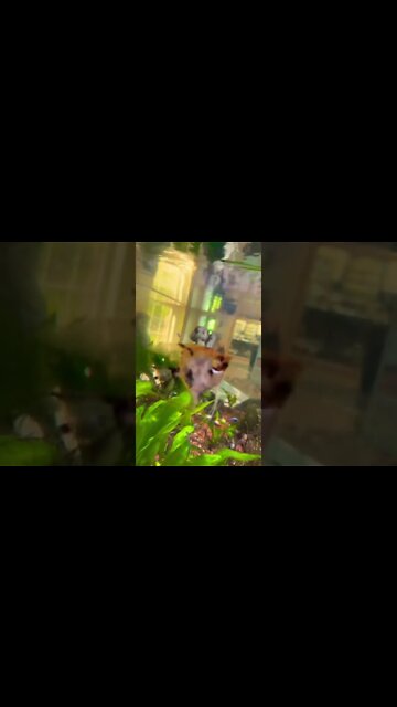 Cool fish in an aquarium