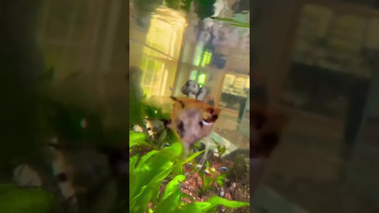 Cool fish in an aquarium